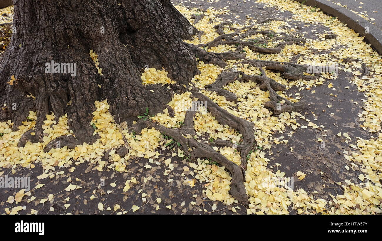 Radici di albero con giallo ginkgo le foglie in autunno, Giappone Foto  stock - Alamy