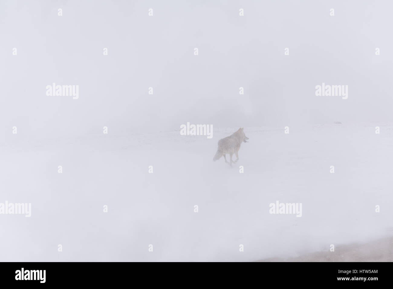 Appena visibile attraverso il vapore da una primavera calda, coyote (Canis latrans) viaggia attraverso il paesaggio innevato del parco nazionale di Yellowstone, Foto Stock