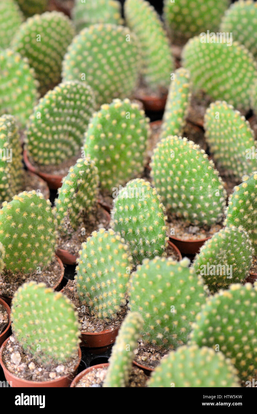 Cactus in vendita Foto Stock