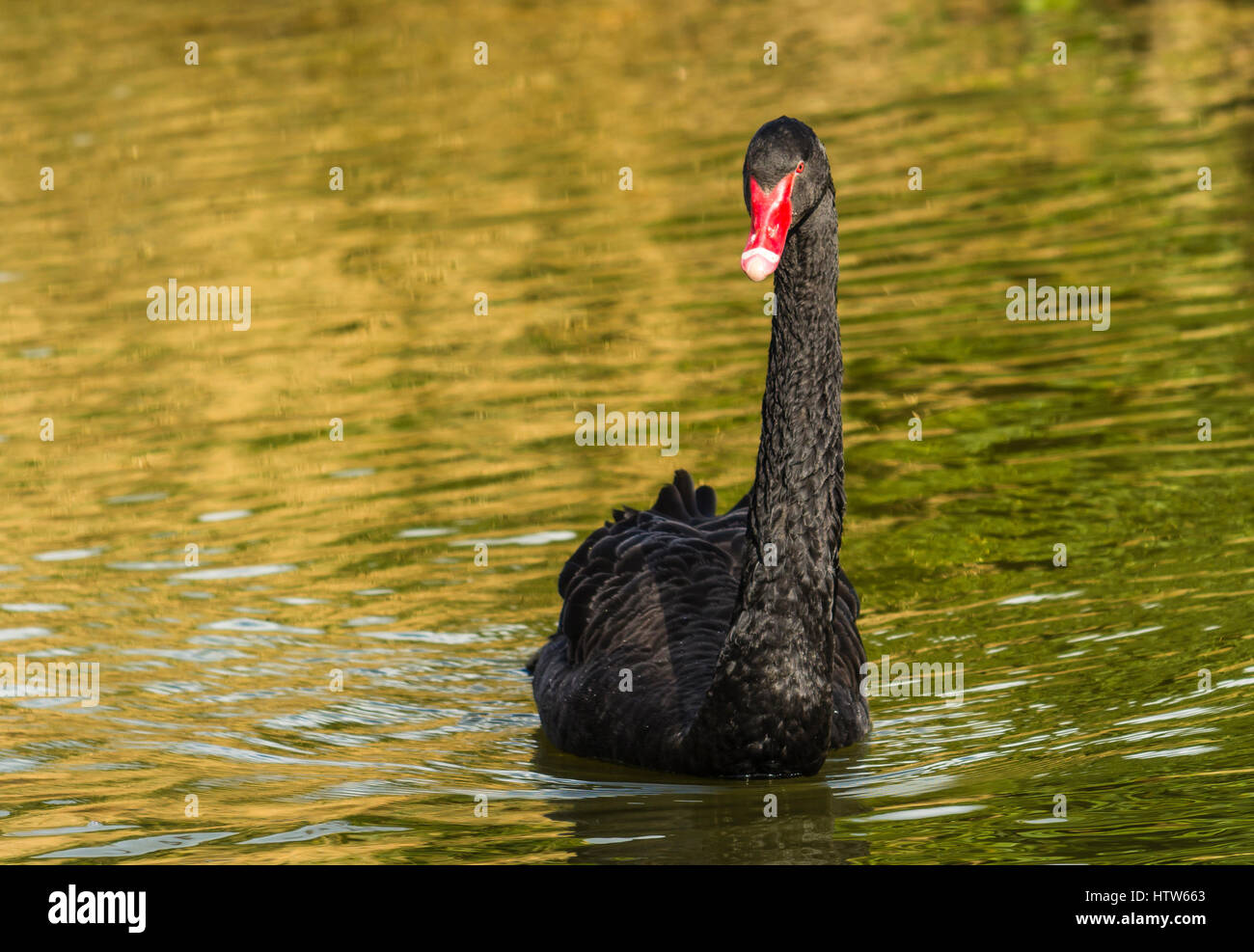 Black Swan galleggiante sul lago presso il Chartwell, Kent, Regno Unito Foto Stock