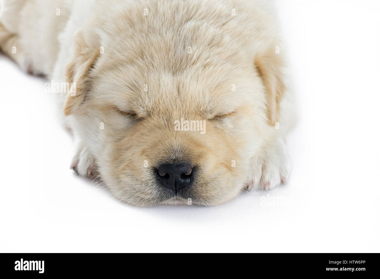 Faccia colpo di sonno della cute quattro settimane vecchio cucciolo che mostra la testa di fronte alla fotocamera su uno sfondo bianco, con fuoco selettivo ,cucciolo è soffice e di crema Foto Stock