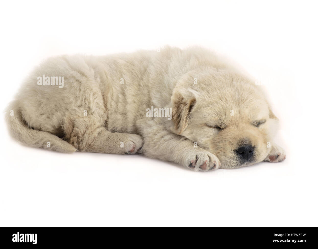 Quattro settimane vecchio cucciolo sleeping side shot su un bianco sfondo isolato, cucciolo è soffice e di color crema, Foto Stock
