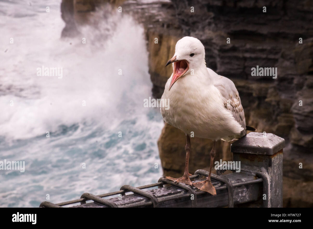 Sea gull uccello Foto Stock