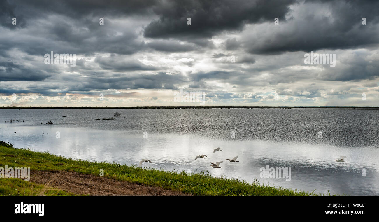 Uccelli in volo lungo la riva Foto Stock