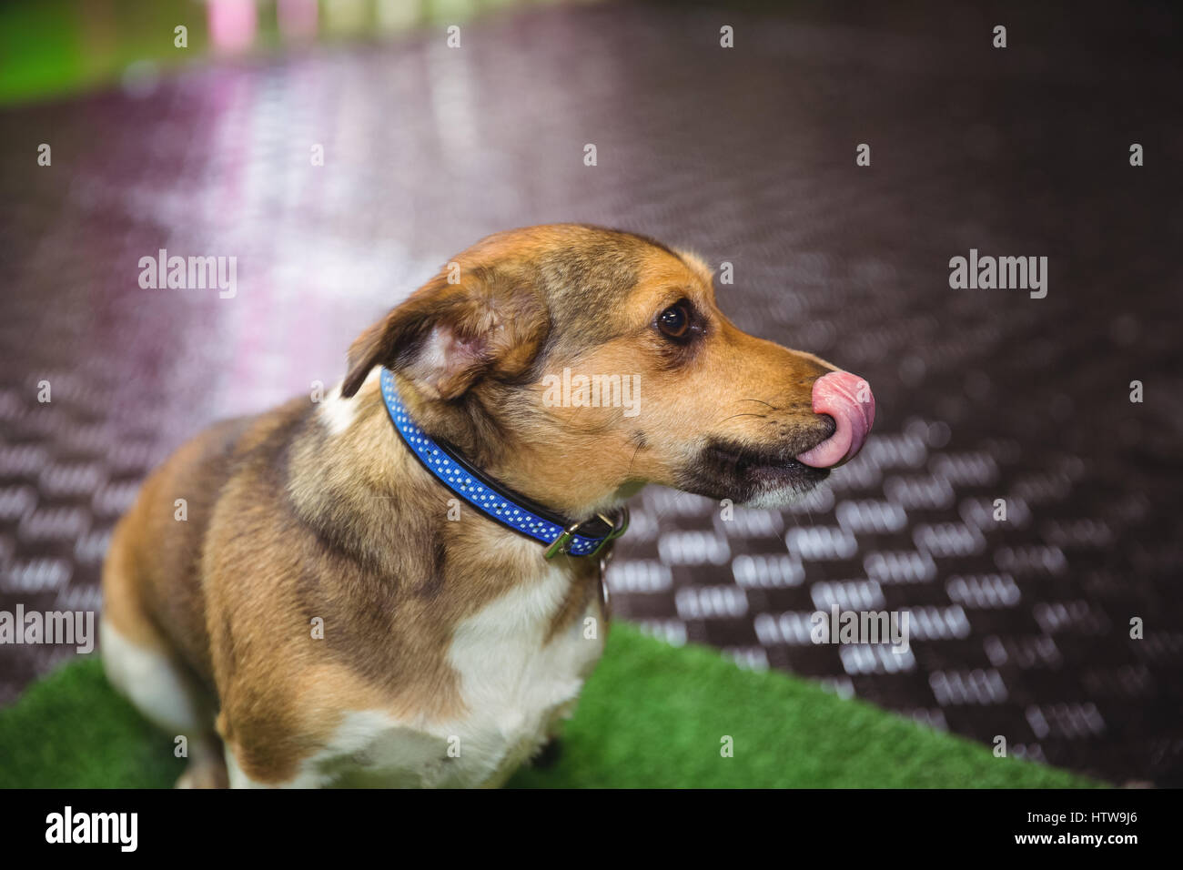 Dog sitter su letto di cane e leccare il naso Foto Stock