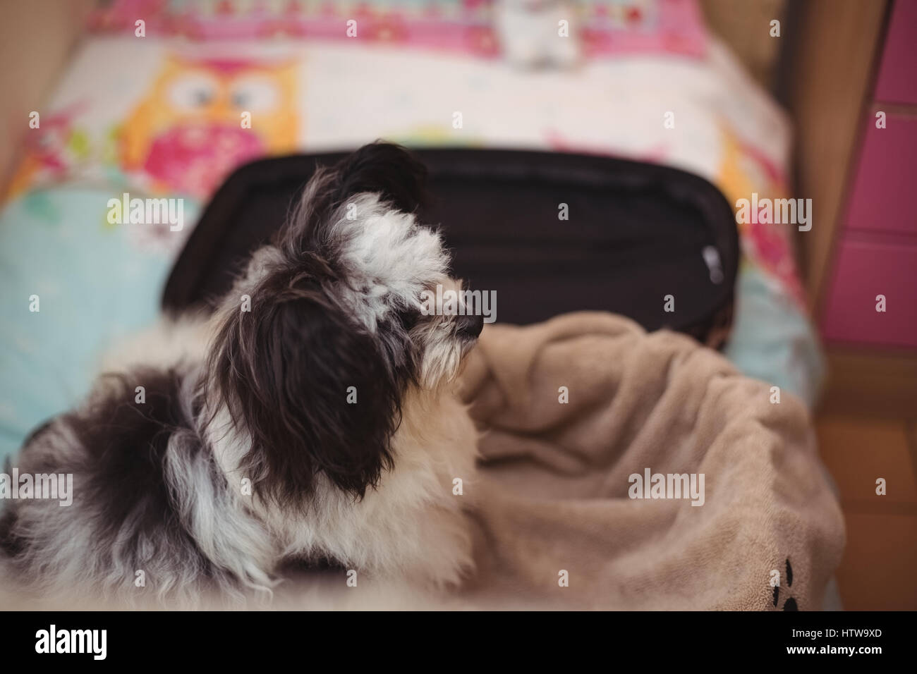 Papillon cane in valigia al cane care center Foto Stock