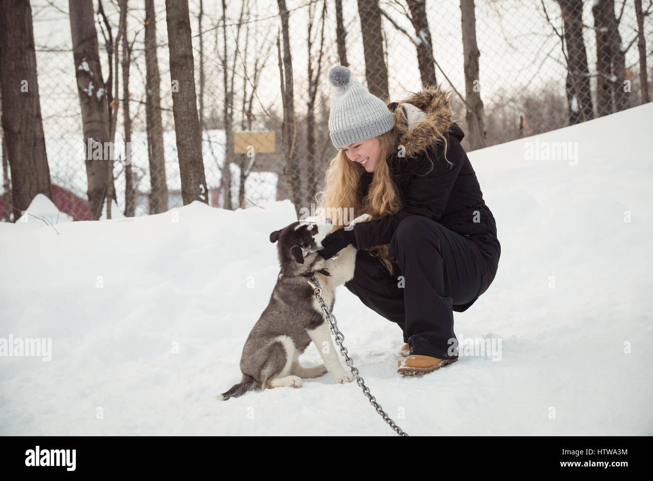 Donna petting giovane cane siberiano Foto Stock