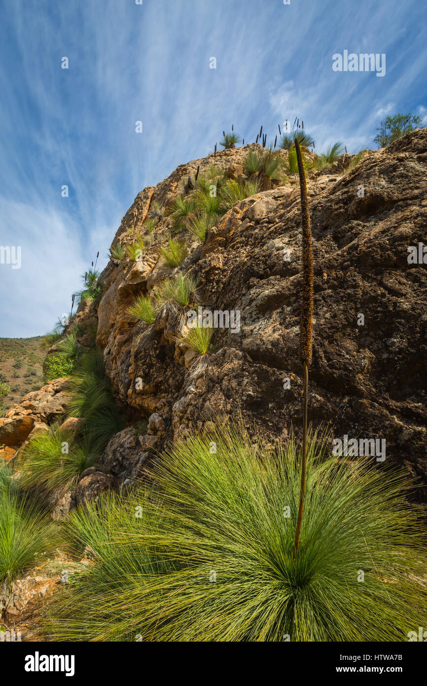 Arkaroola - Flinders Ranges, Sud Australia Foto Stock