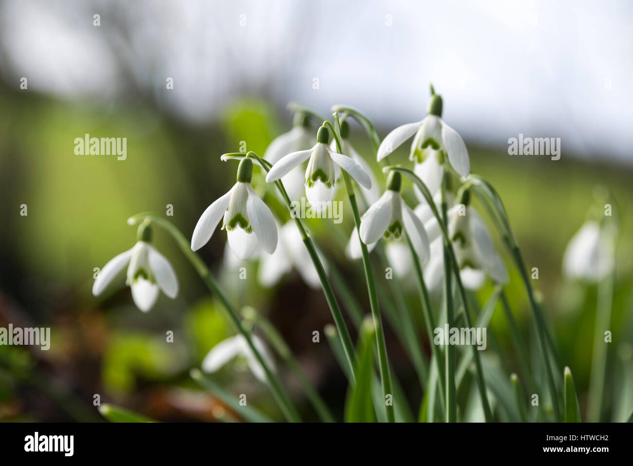 Snowdrops erba nel periodo invernale Foto Stock