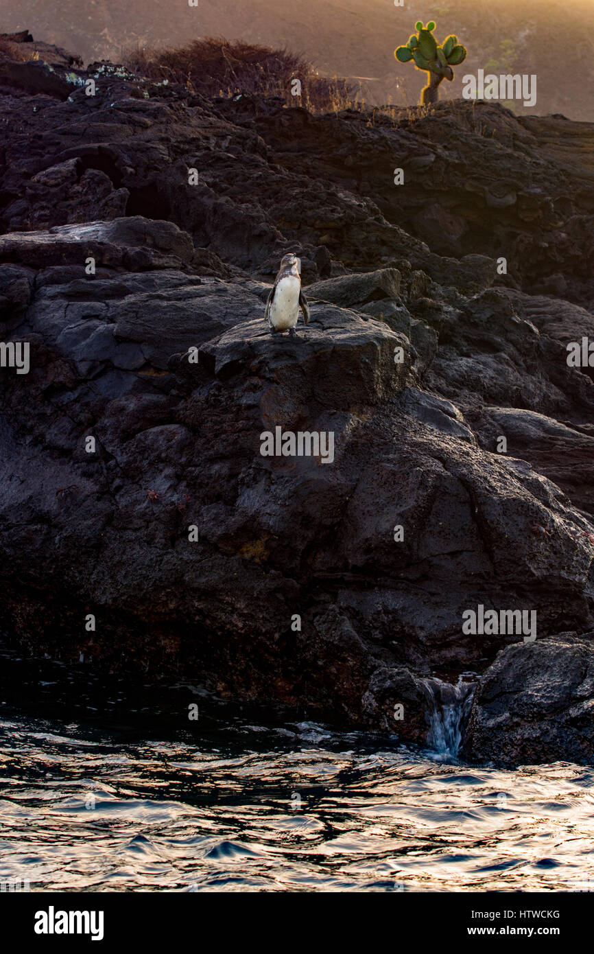 Le Galapagos Penguin (Spheniscus mendiculus) in piedi sulla roccia lavica costa con un cactus giganti (Opuntia echios variazione Gigantea) in background. Foto Stock