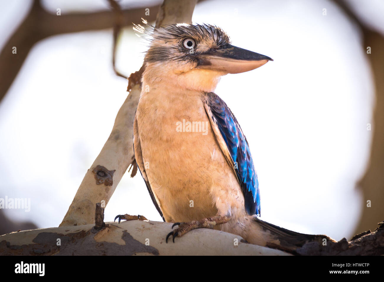 Blu-winged Kookaburra - Australia Foto Stock