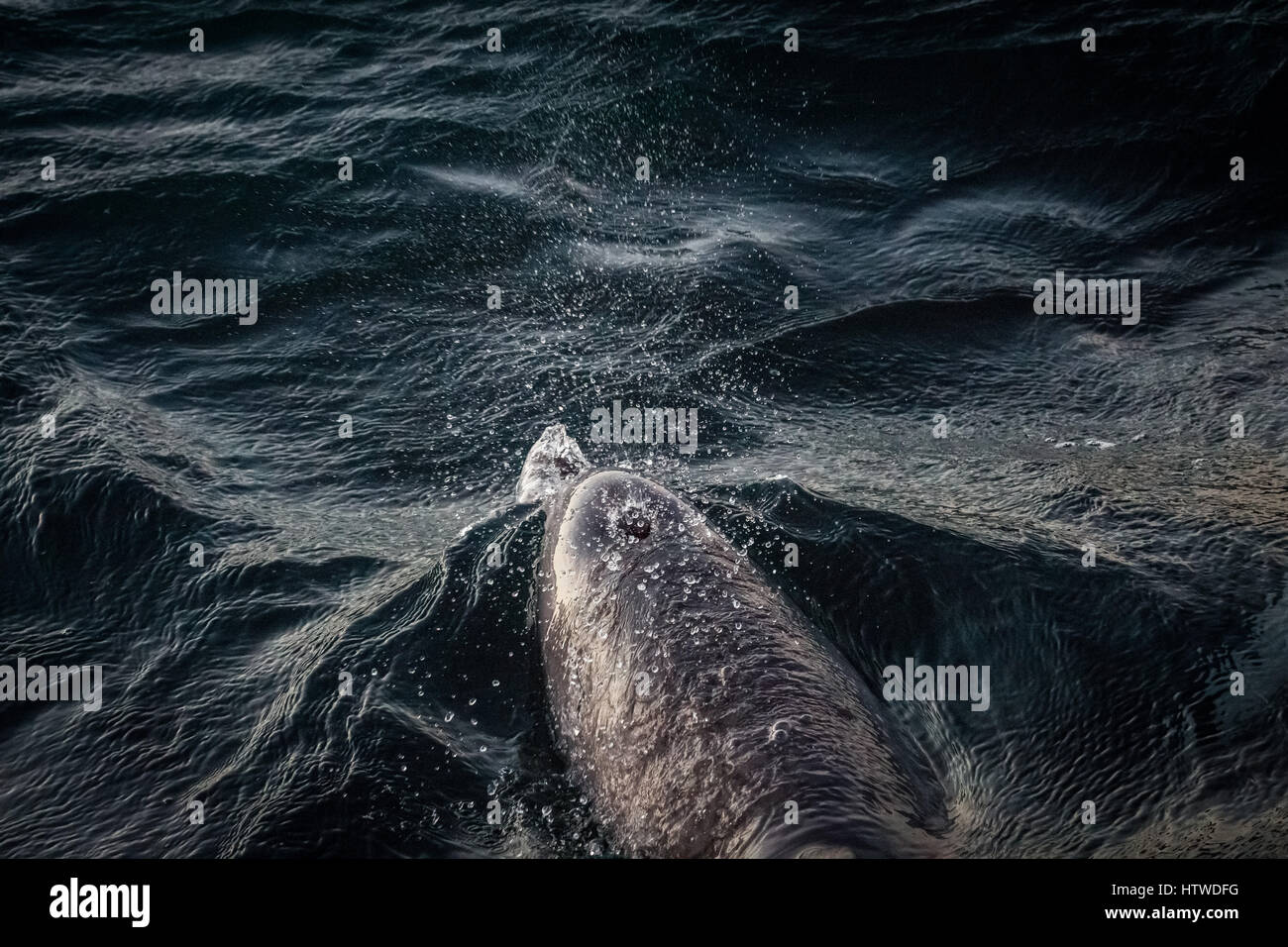 Il tursiope o delfino maggiore (Tursiops tronca) Foto Stock