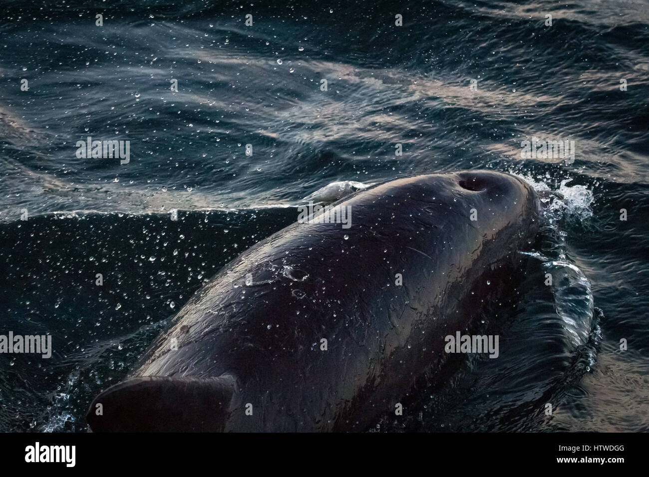 Il tursiope o delfino maggiore (Tursiops tronca) Foto Stock