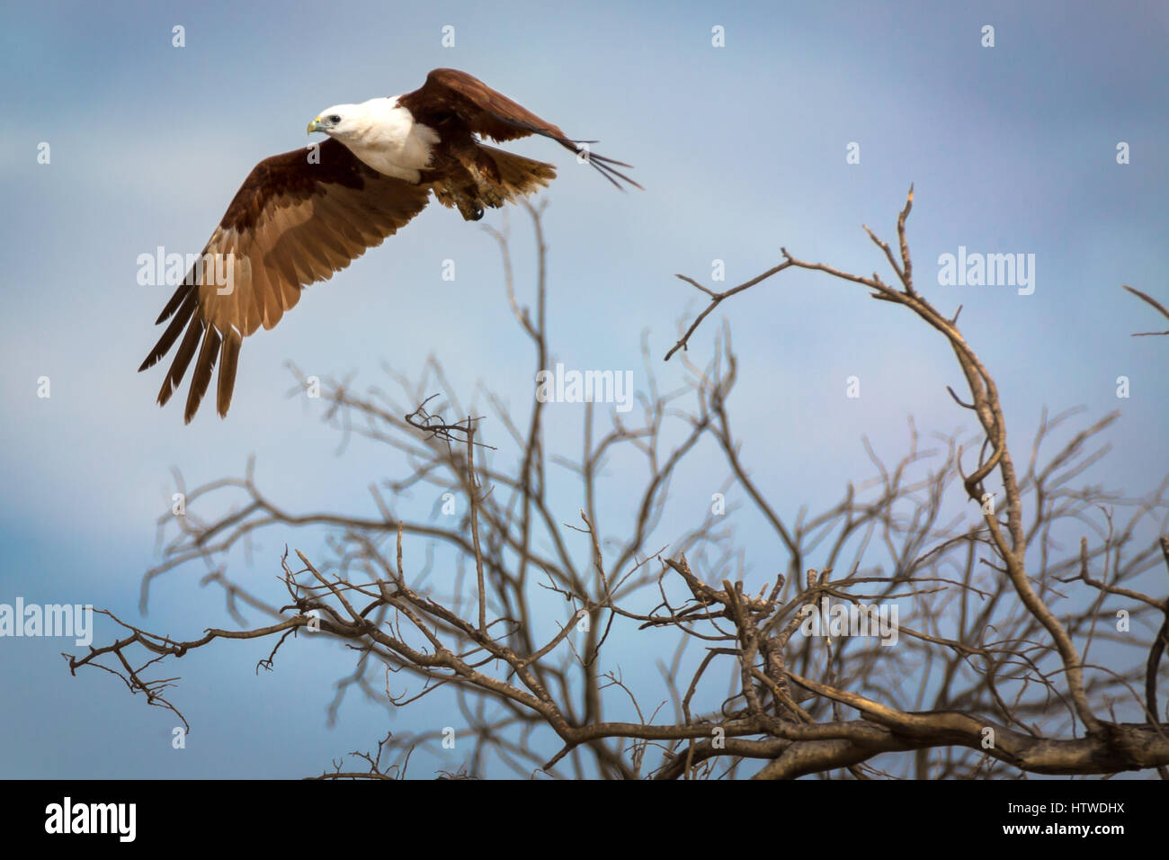 Brahminy Kite (Haliastur indus) Foto Stock