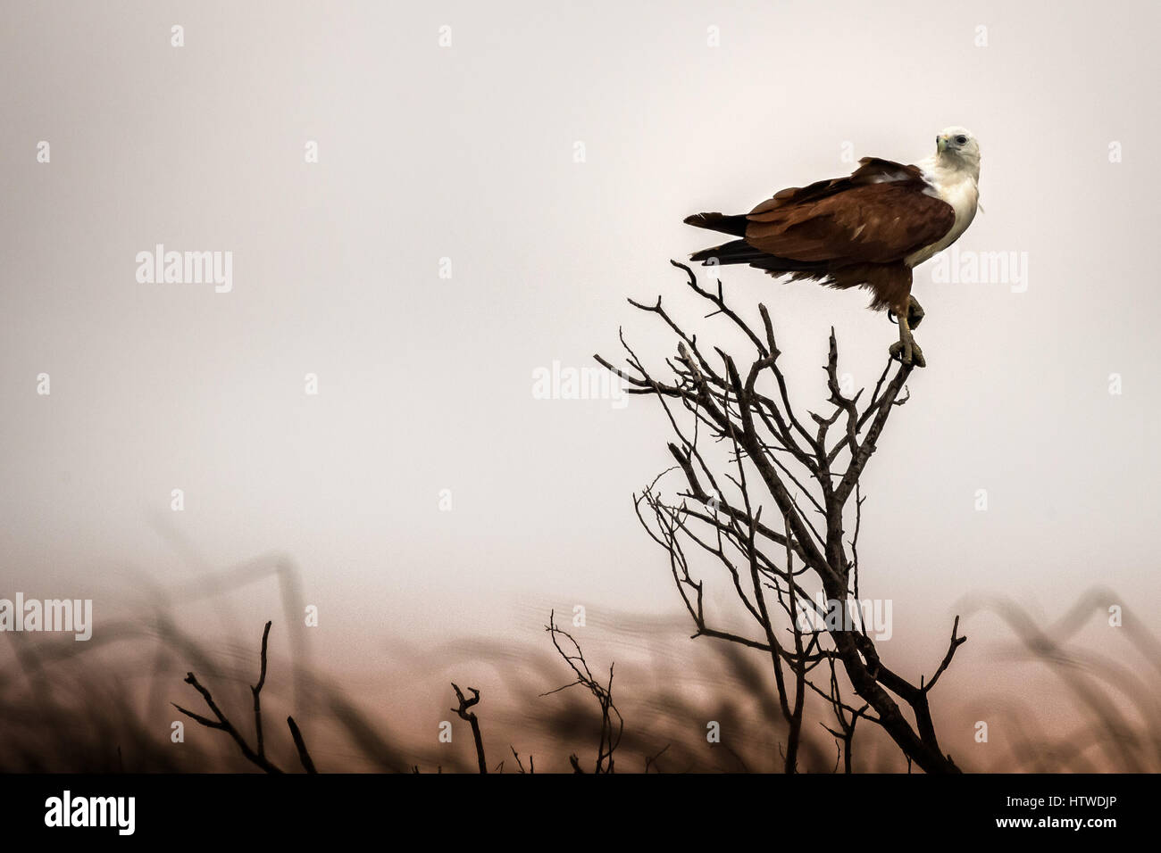 Brahminy Kite (Haliastur indus) Foto Stock