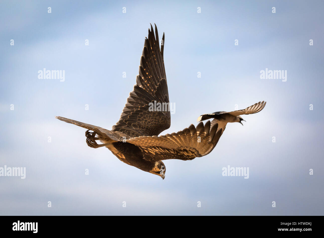 Brown Falcon (Falco berigora) Foto Stock