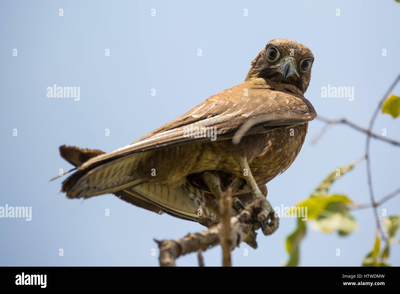 Brown Falcon (Falco berigora) Foto Stock