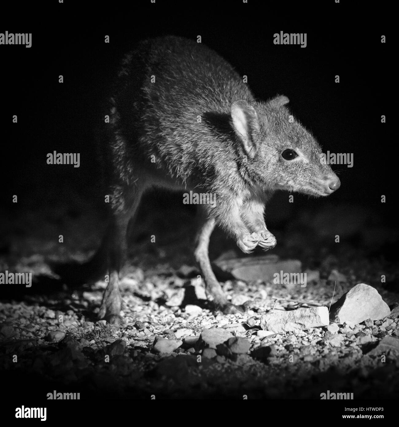 Brush-tailed Bettong (Bettongia penicillata) Foto Stock