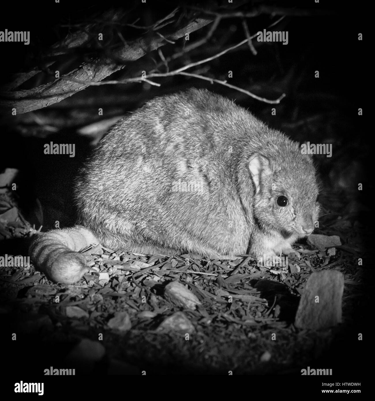 Scavando Bettong (Bettongia lesueur) Foto Stock