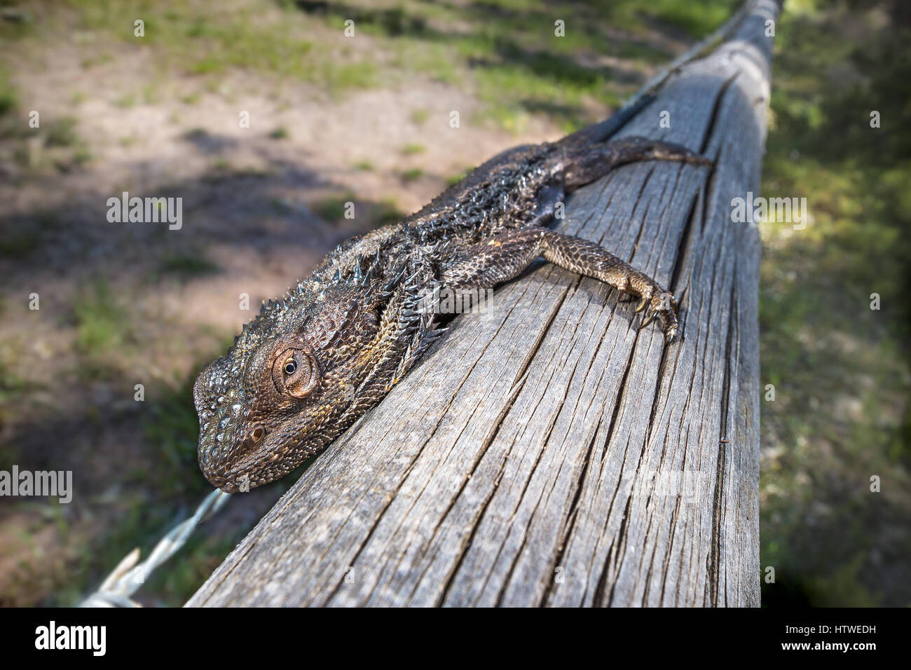 Orientale Drago Barbuto (Pogona barbata) Foto Stock