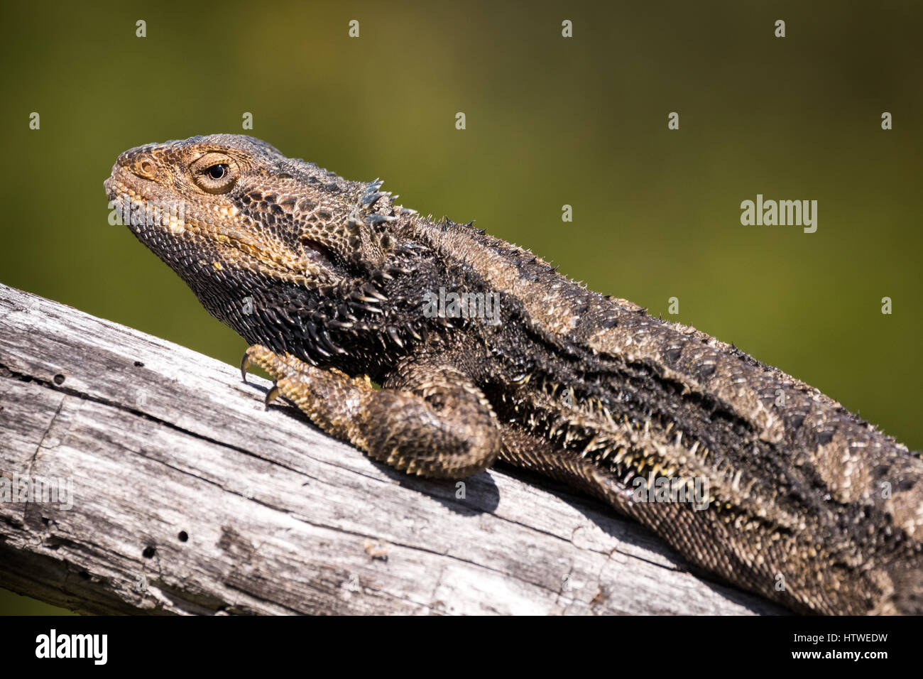 Orientale Drago Barbuto (Pogona barbata) Foto Stock