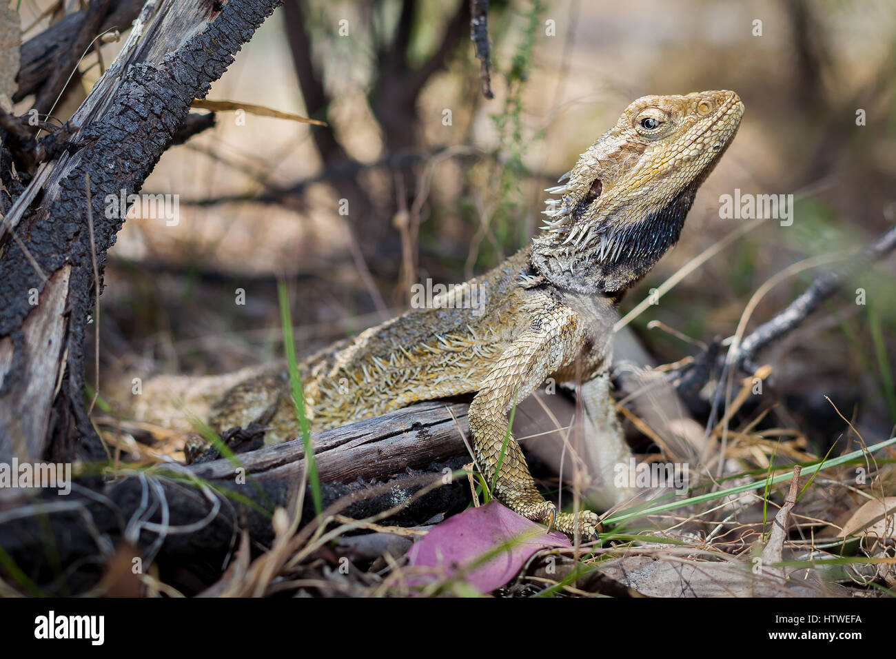 Orientale Drago Barbuto (Pogona barbata) Foto Stock