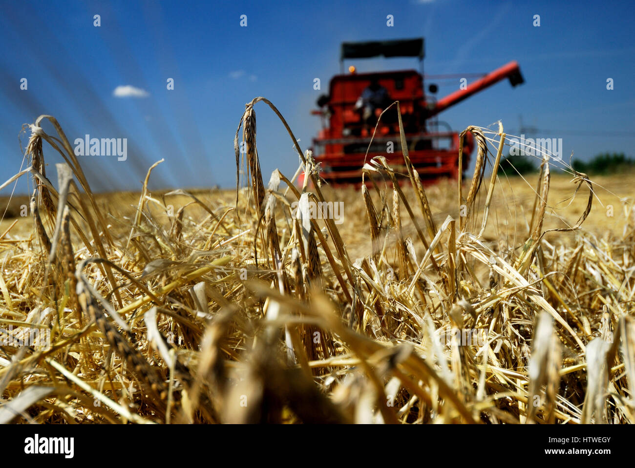 abbondanza, abbondante, pomeriggio, agroalimentare, agricolo, agricoltura, generoso, generoso, mietitrebbiatrice, mietitrebbiatrice, mietitrebbiatrice, paese, campagna, raccolto, raccolti, Foto Stock