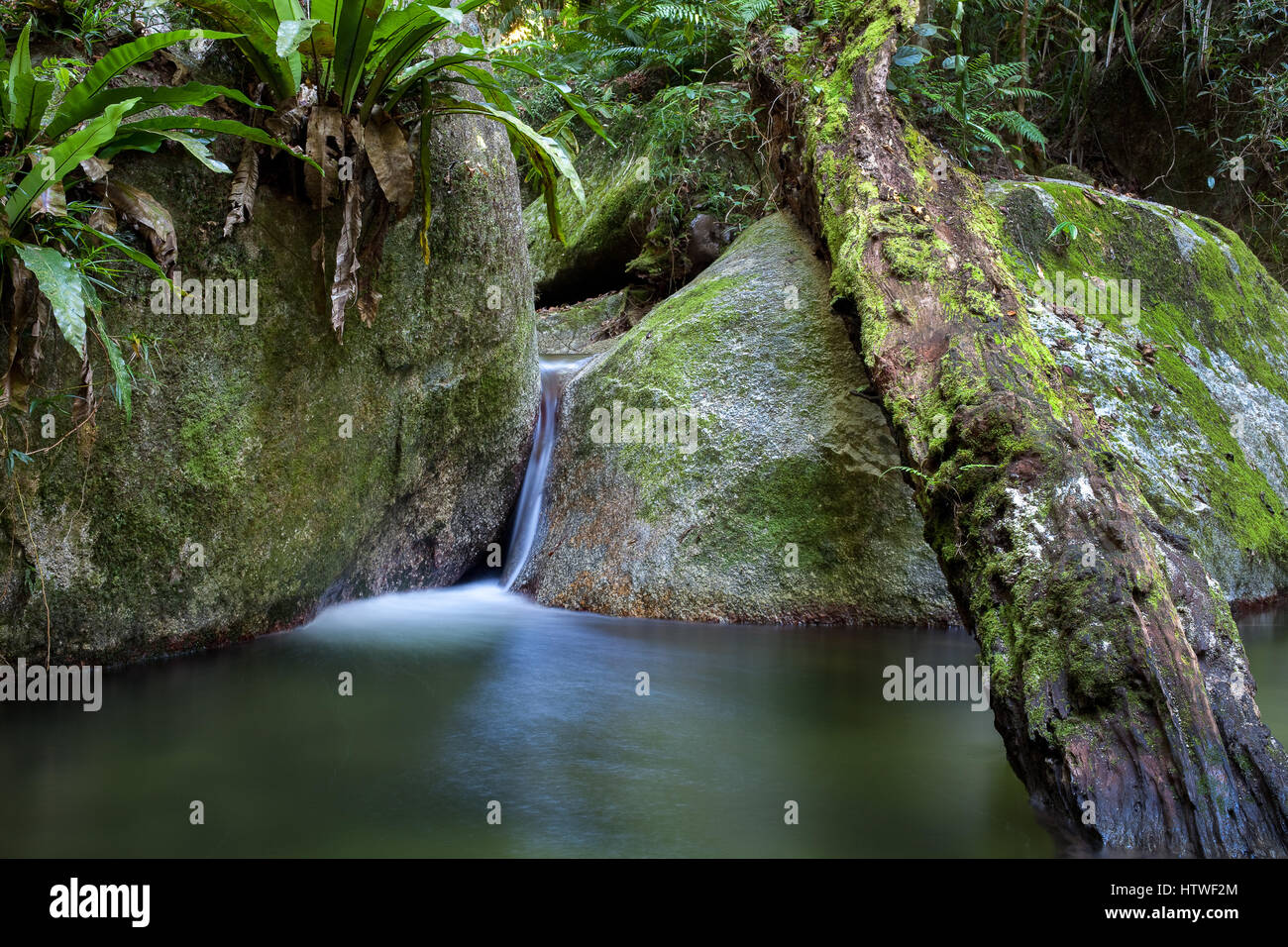 Mossman Gorge - Estremo Nord Queensland, Australia Foto Stock