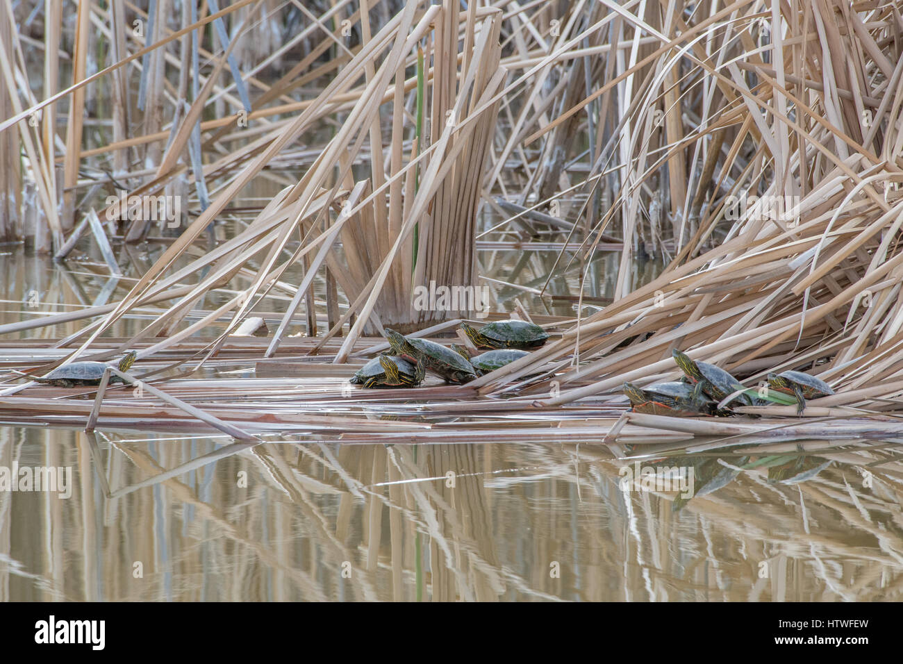 Western dipinto Turtle basking sui morti Cattails. Foto Stock