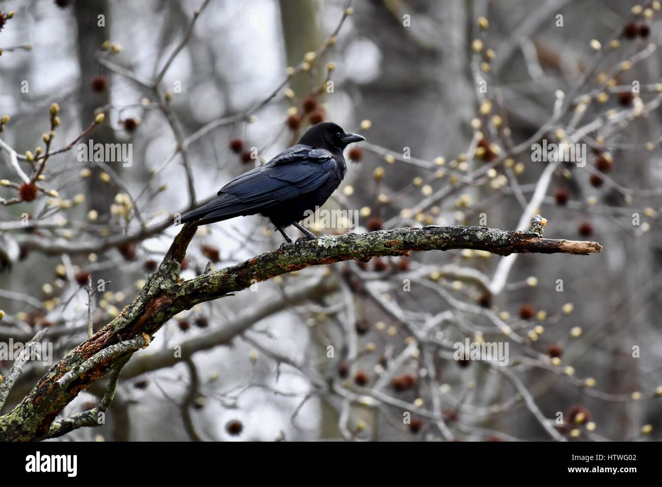 Un corvo (Corvus) appollaiato su un ramo di albero Foto Stock