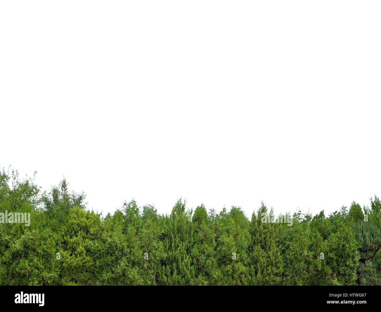 Verdi alberi isolati Foto Stock