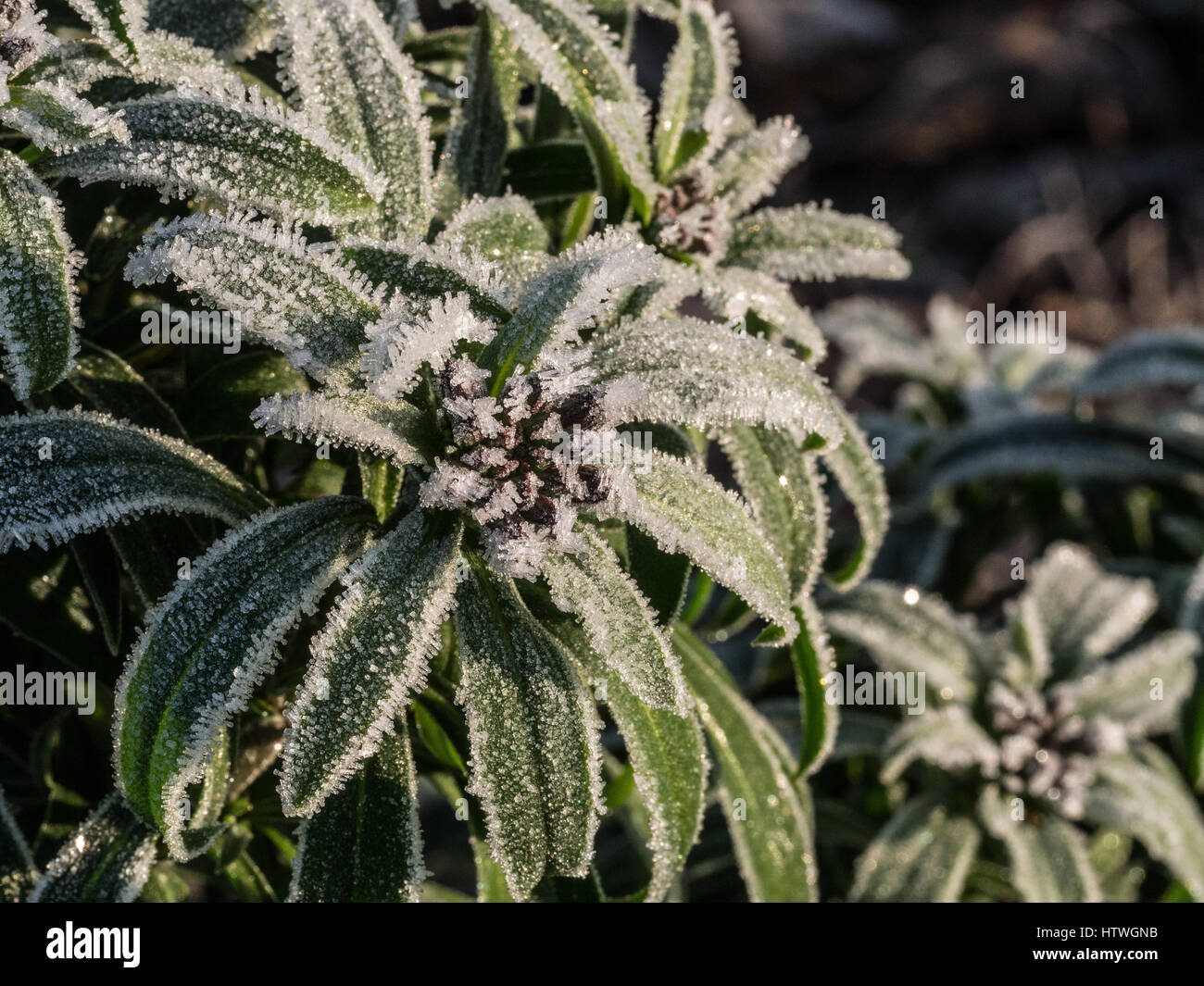 I cristalli di brina su Euphorbia germogli Foto Stock