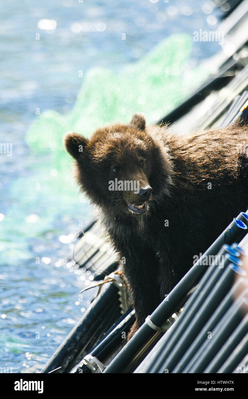 Bear Cub. Kurile lago. La Kamchatka. La Siberia, Russia Foto Stock