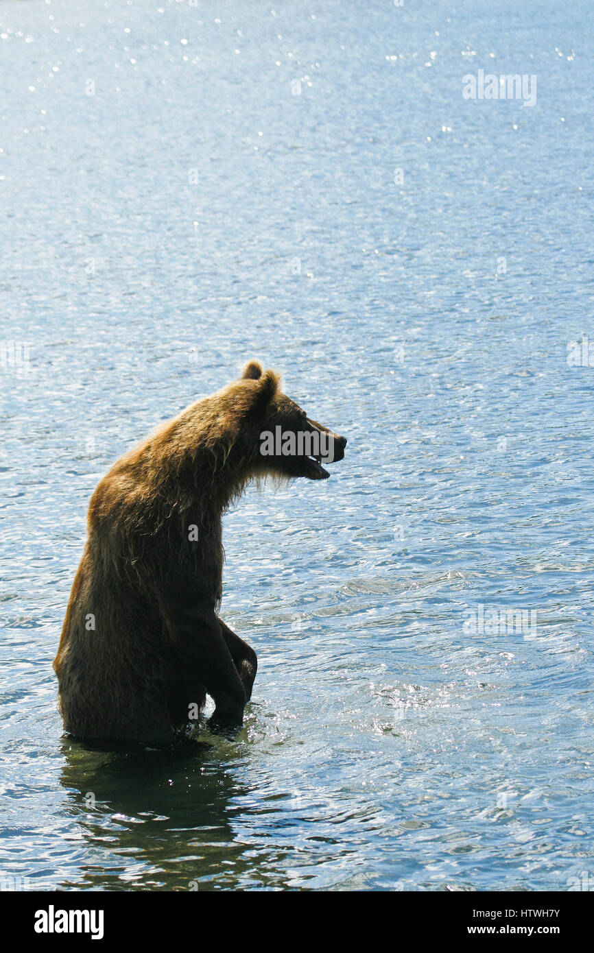 L'orso bruno (Ursus arctos) nel lago di Kurile, penisola di Kamchatka. La Russia Foto Stock