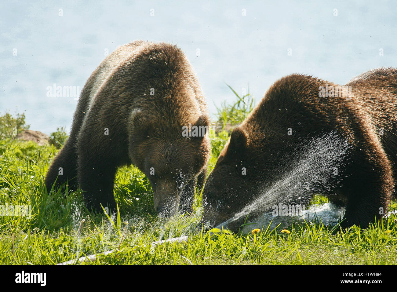 Orso bruno( Ursus arctos). Kurile lago. La Kamchatka. La Siberia. La Russia Foto Stock