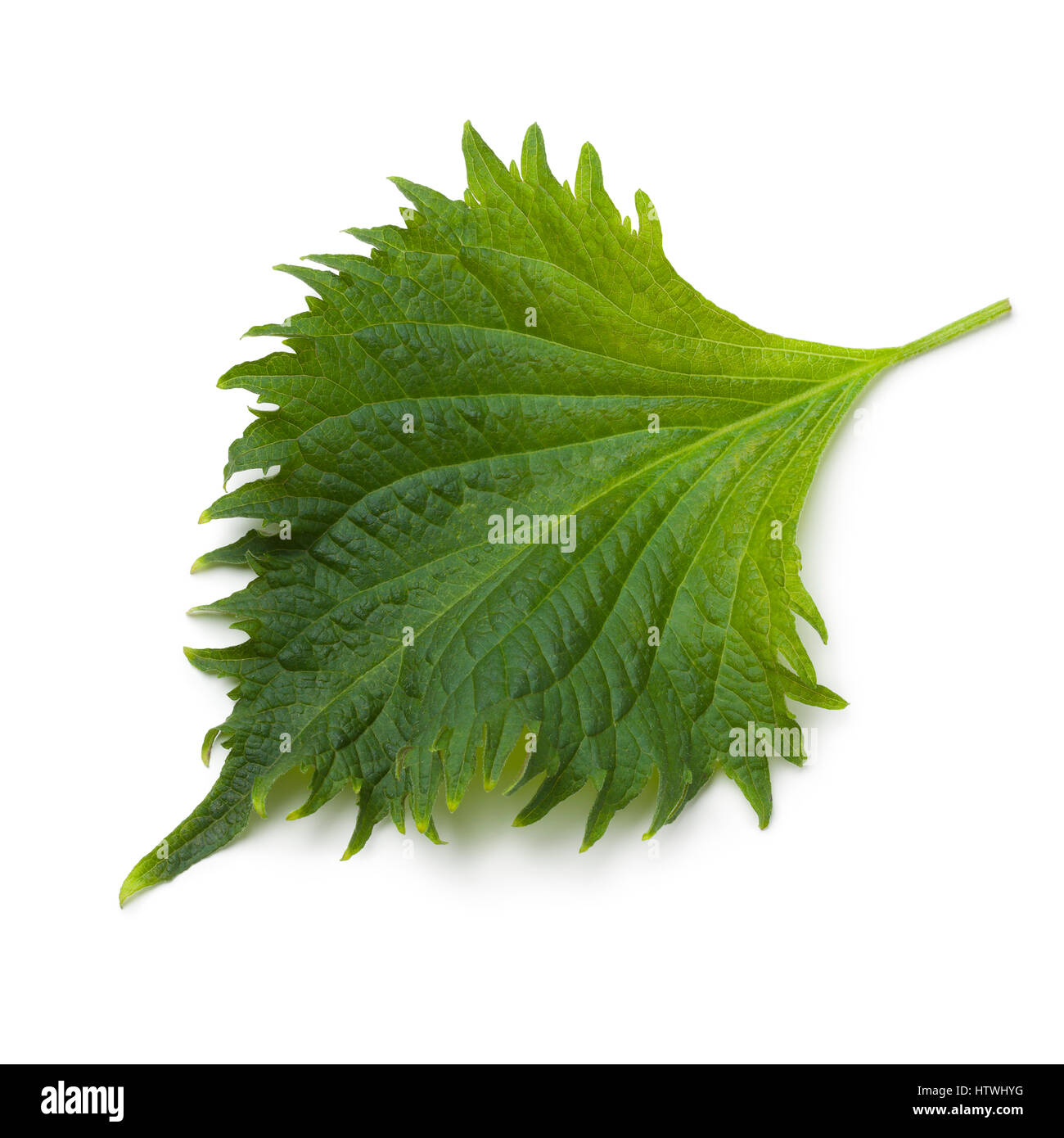 Unico fresco e verde foglia di shiso su sfondo bianco Foto Stock