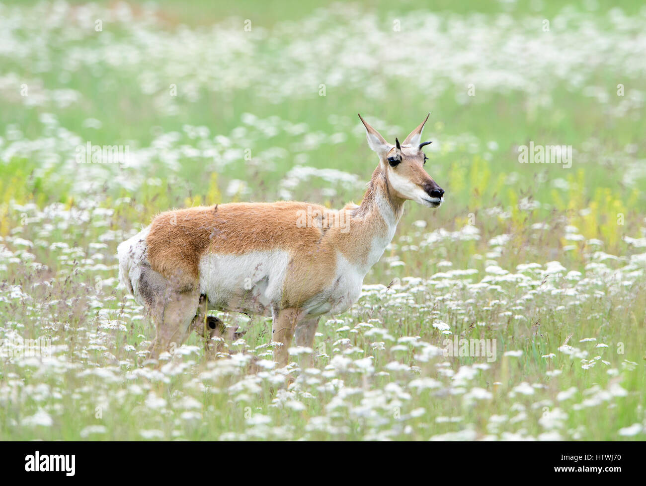 Un pronghorn doe (Antilocapra americana) infermieri il suo fulvo, America del Nord Foto Stock