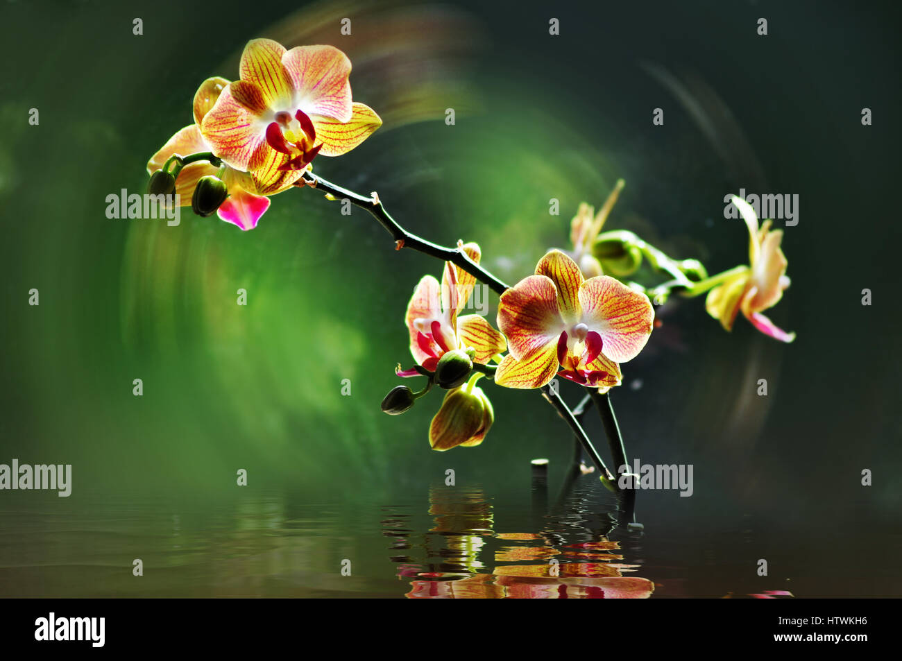 Orchidea Phalenopsis in Bloom, illuminazione posteriore, filtro aggiunto Foto Stock