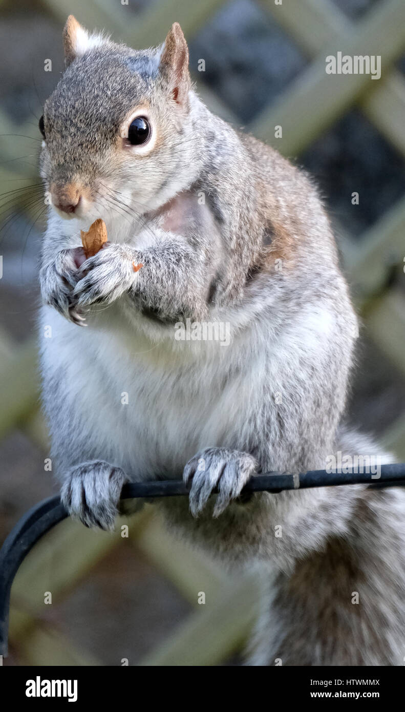Un Gray Squirrel mangiare noccioline sulla parte superiore di un bird feeder, Scotland, Regno Unito Foto Stock