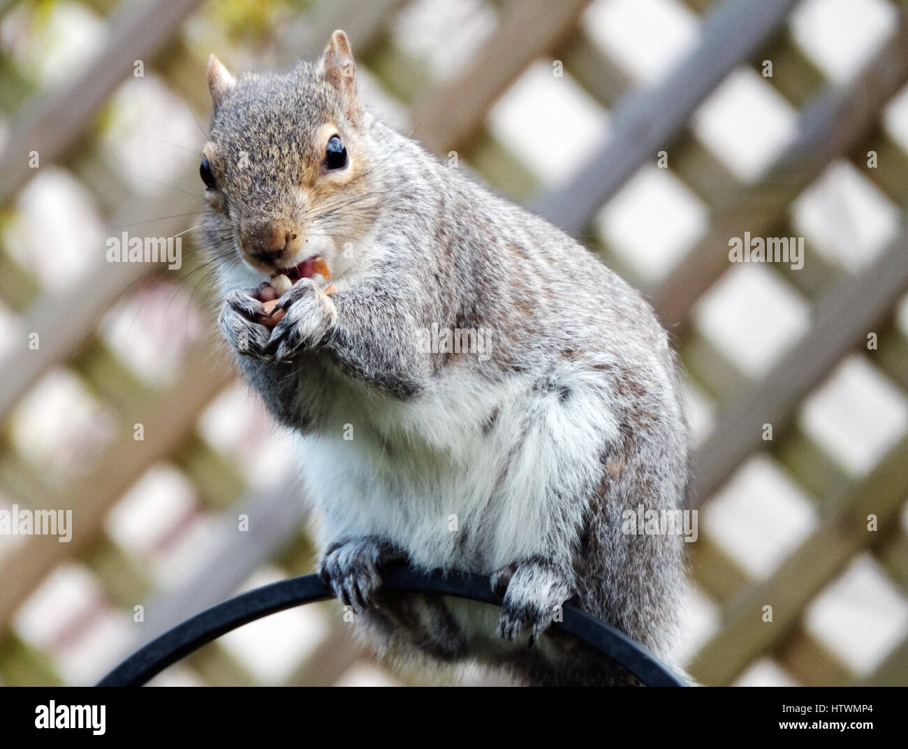 Un Gray Squirrel mangiare noccioline sulla parte superiore di un bird feeder, Scotland, Regno Unito Foto Stock