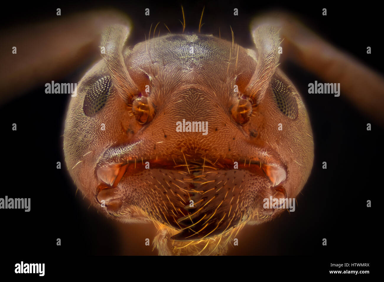 Extreme ingrandimento - Ant i dettagli di testa Foto Stock
