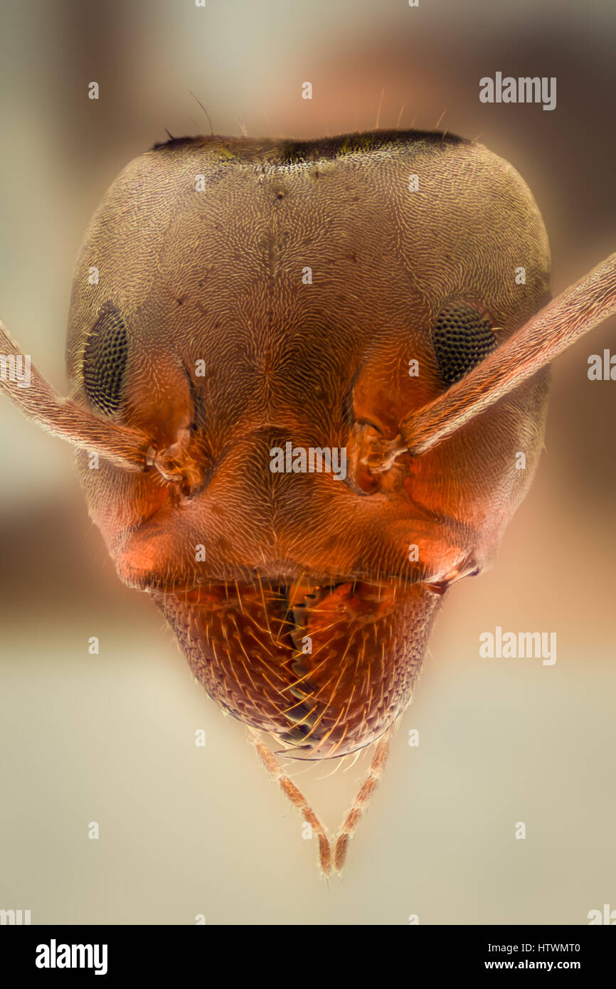 Extreme ingrandimento - Ant i dettagli di testa Foto Stock