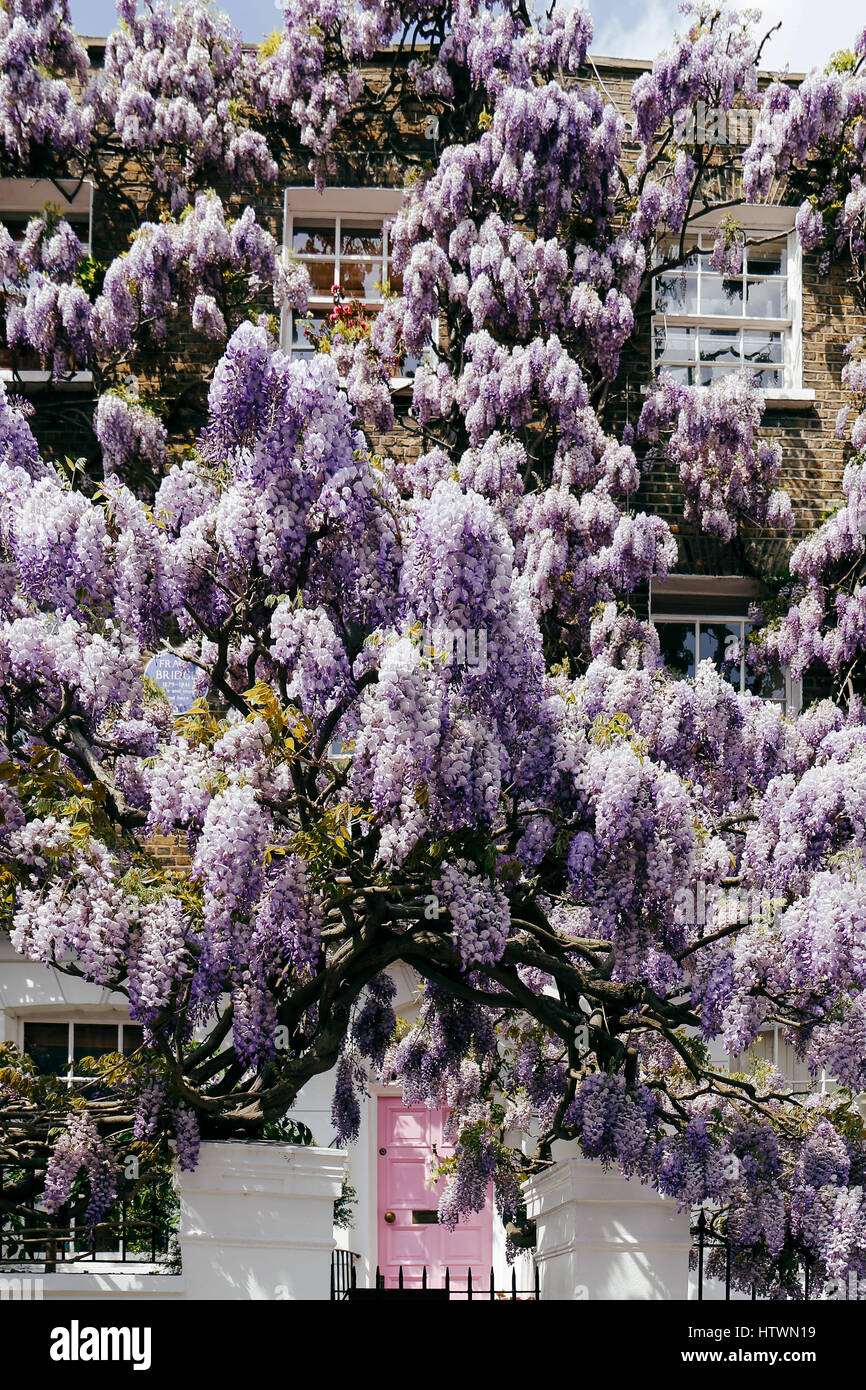 Fioritura di albero di glicine che copre fino facciata di una casa in una luminosa giornata di sole Foto Stock