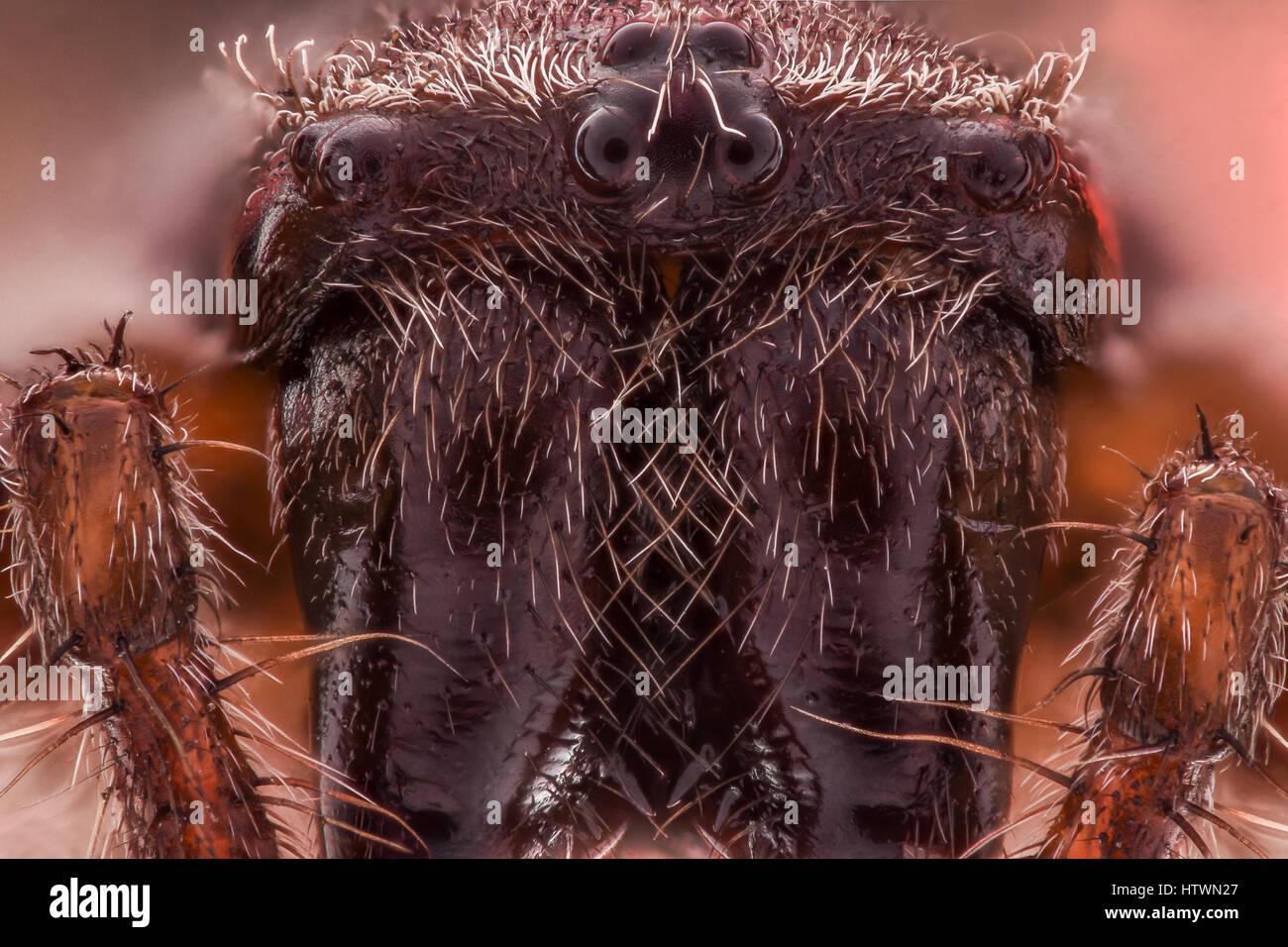 Extreme ingrandimento - Spider occhi, disposizione, Araneus diadematus Foto Stock