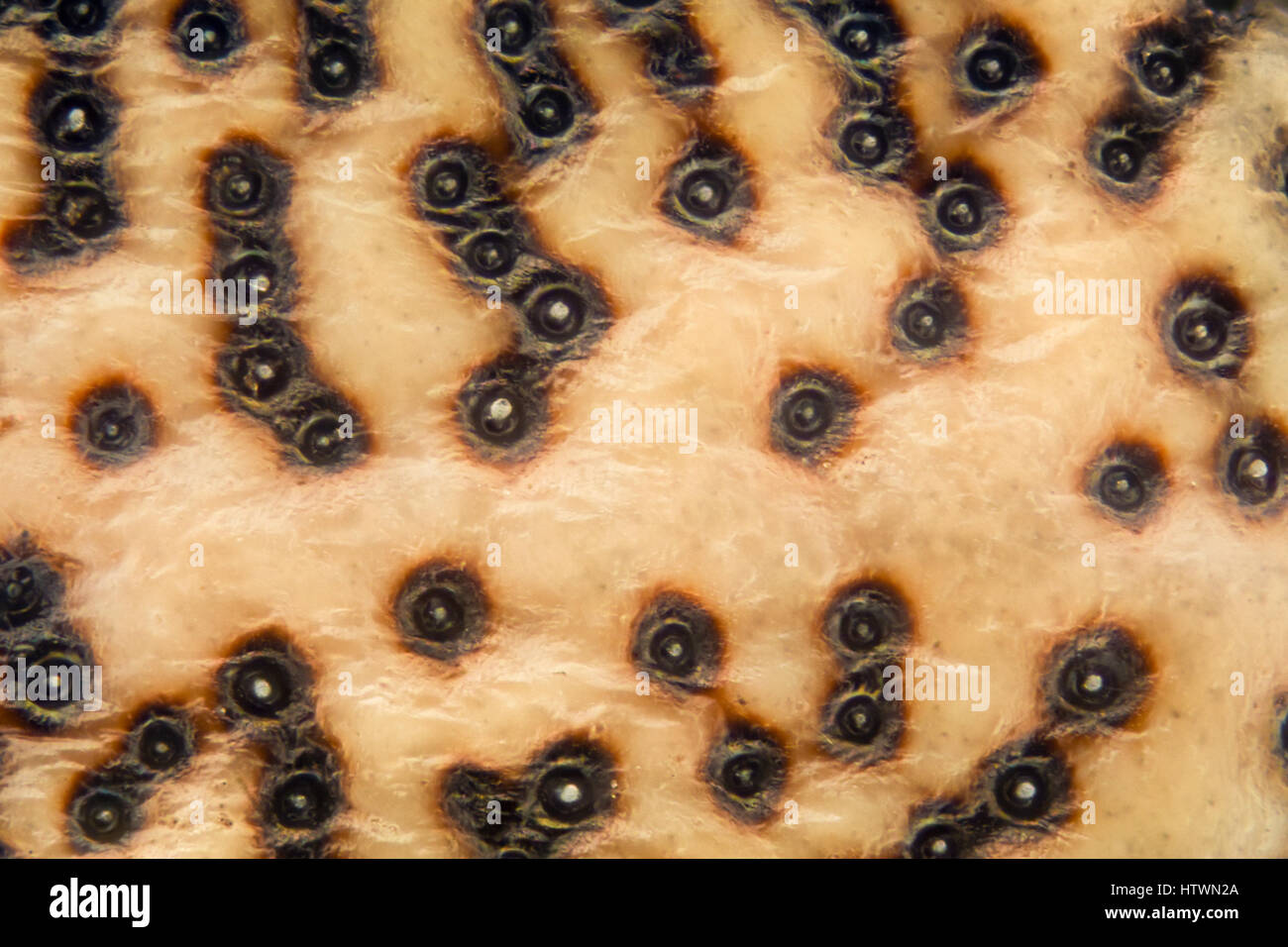 Ingrandimento estreme - Marrone Marmorated Stink Bug (Halyomorpha halys) dettagli Foto Stock