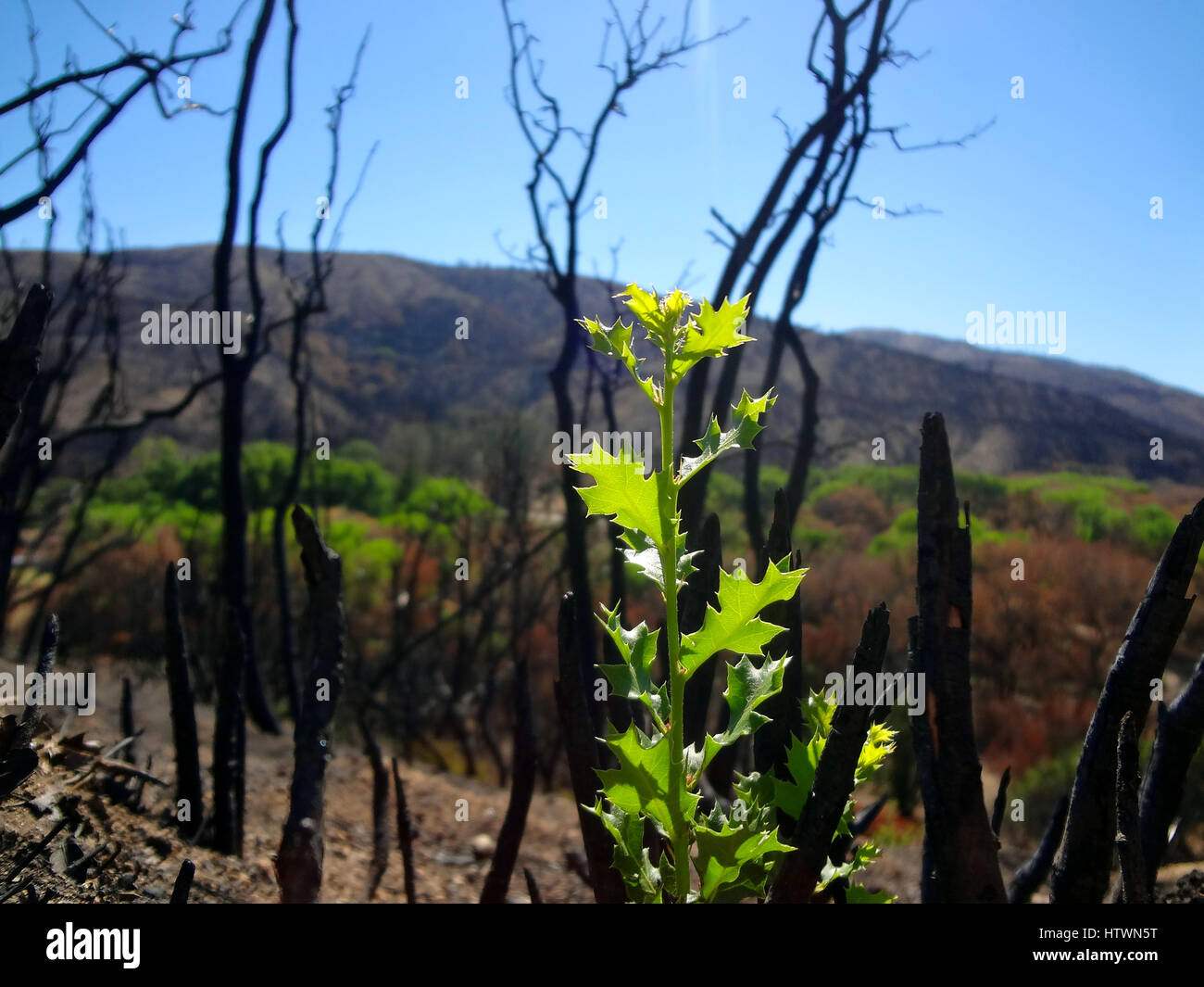 Pianta verde in crescita dopo gli incendi forestali Foto Stock