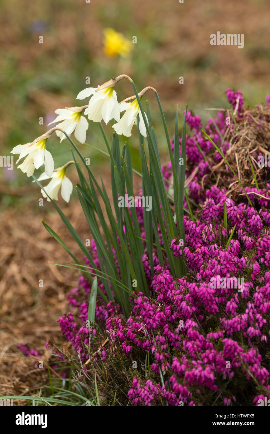 Narcissus moschatus crescente con Erica carnea 'Myretoun Ruby' presso il Garden House, Buckland Monachorum, Devon Foto Stock