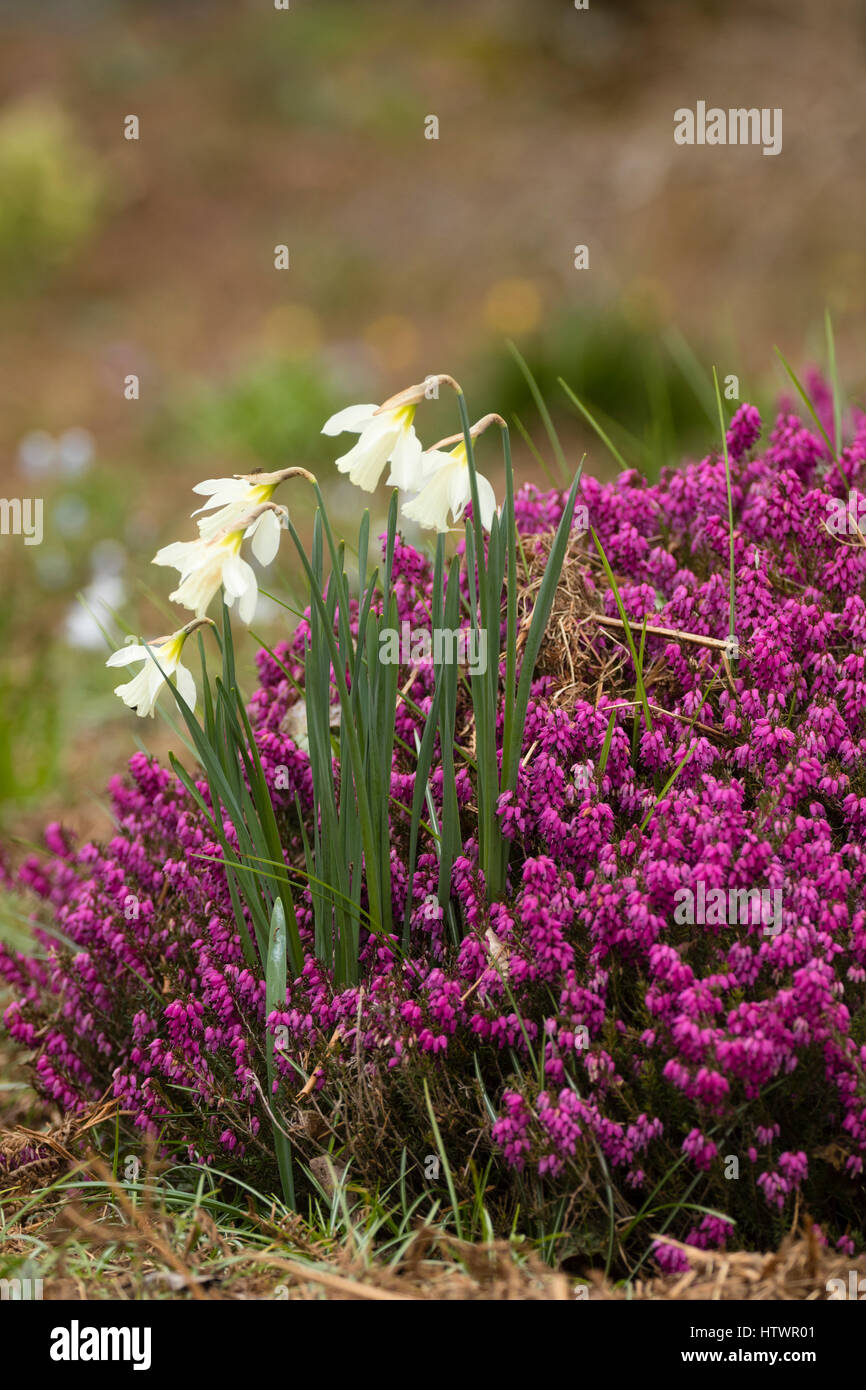 Narcissus moschatus crescente con Erica carnea 'Myretoun Ruby' presso il Garden House, Buckland Monachorum, Devon Foto Stock