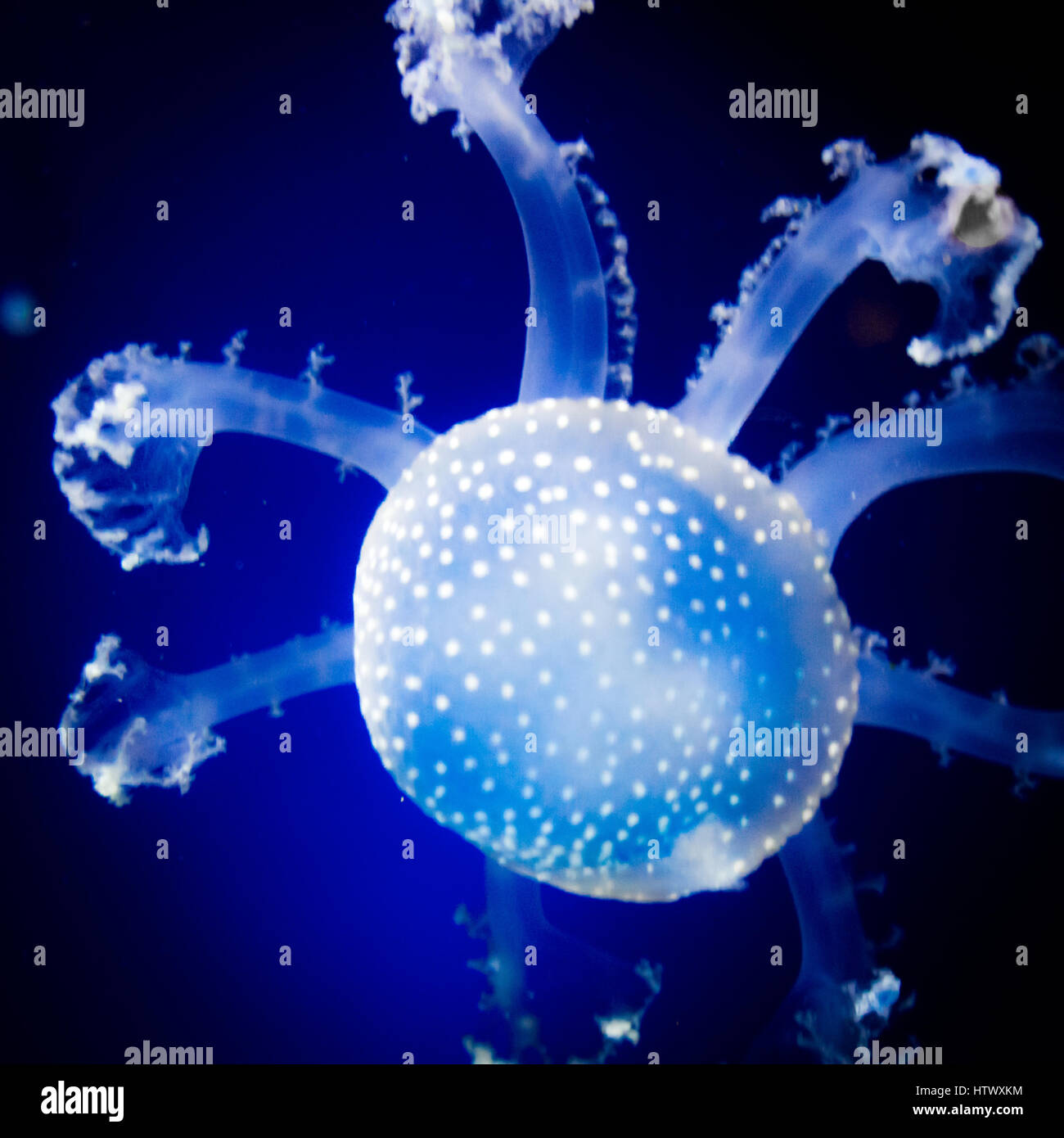 Paradiso subacqueo. Nuoto Medusa su sfondo blu Foto Stock