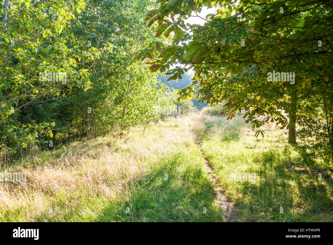 Un percorso attraverso il bosco si apre in un campo di erba in una giornata di sole in estate, Nottinghamshire, England, Regno Unito Foto Stock